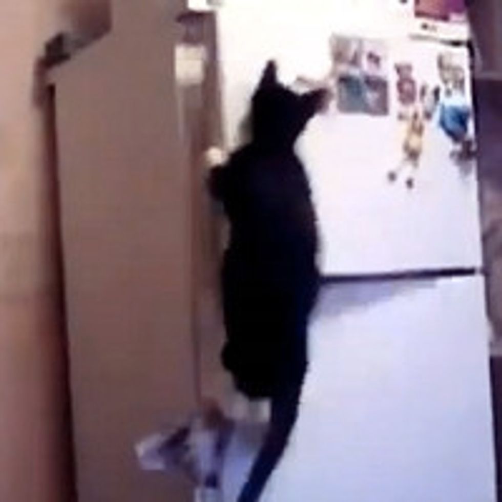 Indiana Jones Cat Opens Freezer