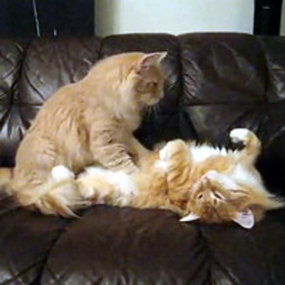Vinski the Cat Gives His Brother A Tummy Rub