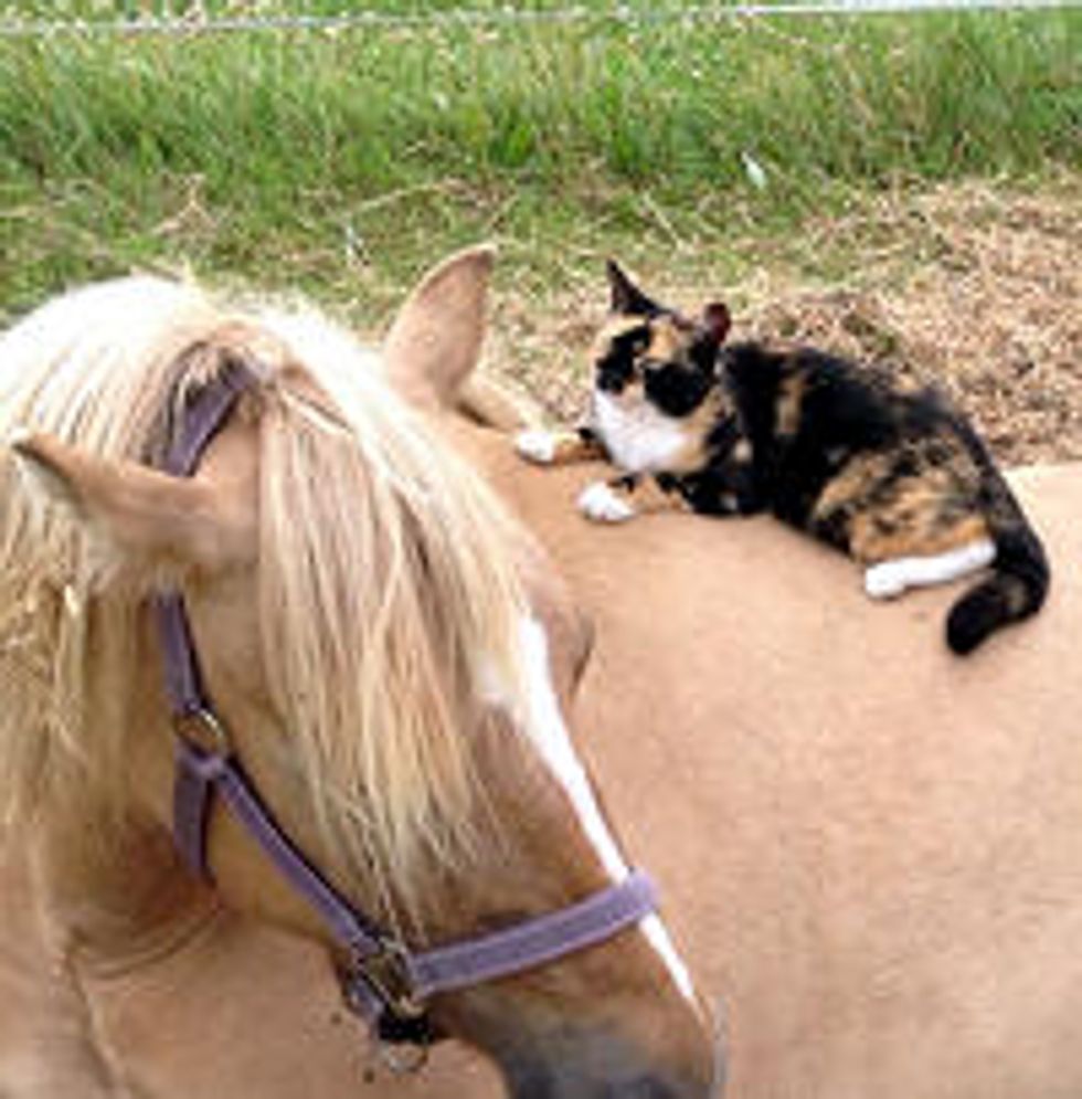 Cat Loves Horses