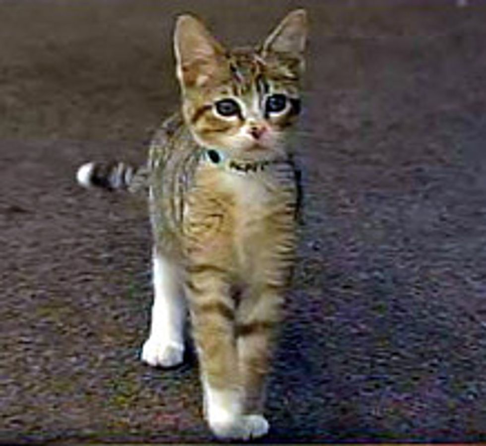 Kitten Meows For Help At Yarnell Hill Fire