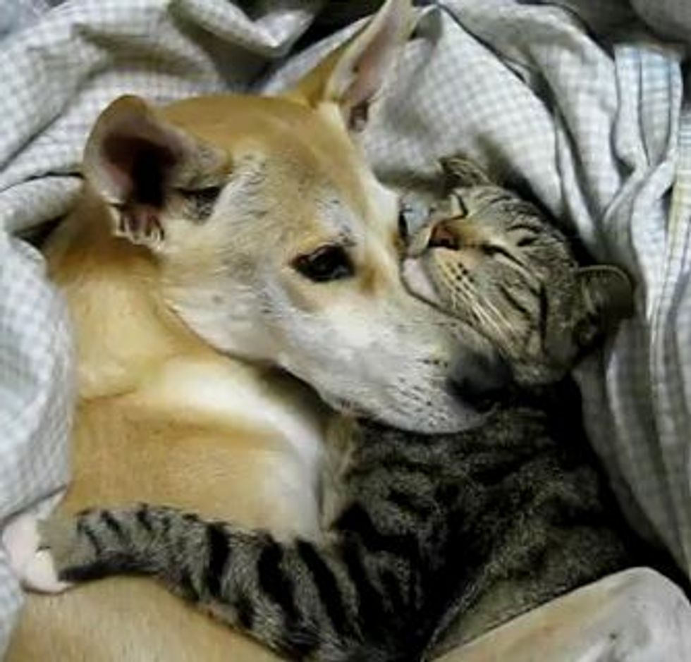 Kitty and Doggie Cuddly Friends
