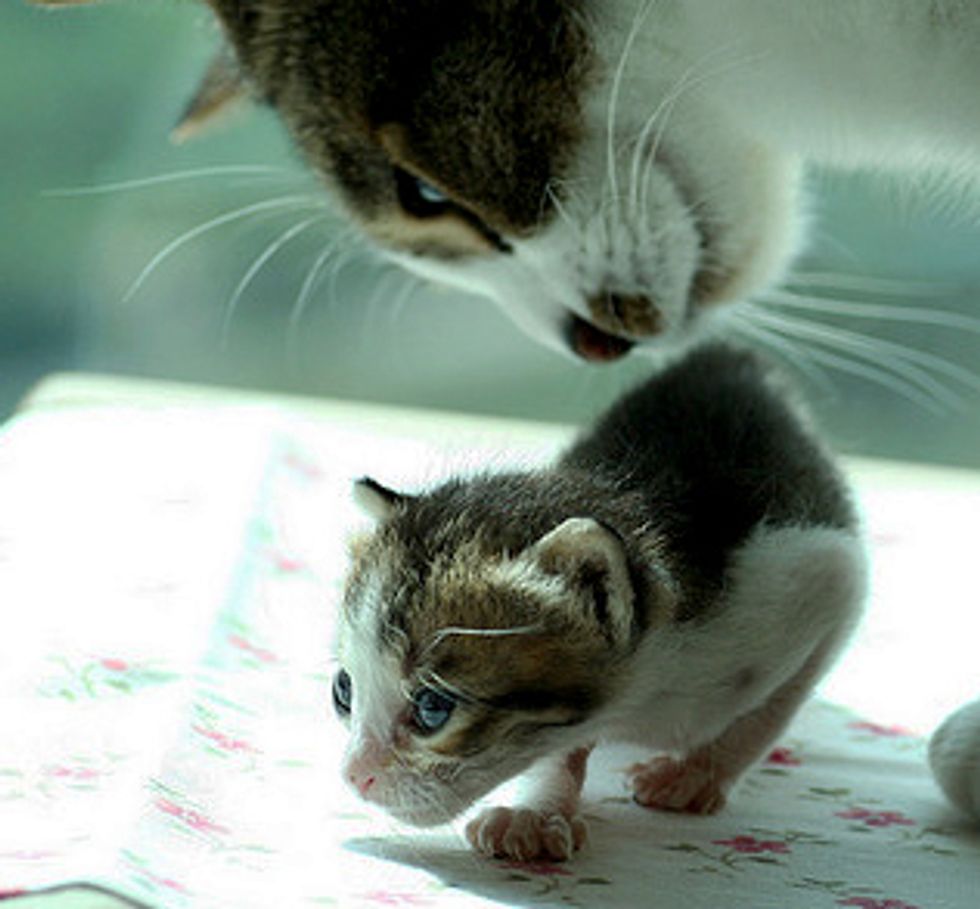 Surrogate Cat Father and Orphaned Kittens