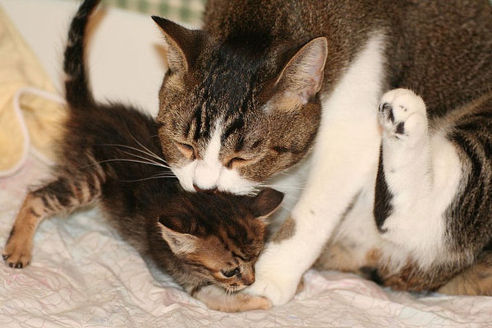 Surrogate Cat Father and Orphaned Kittens - Love Meow