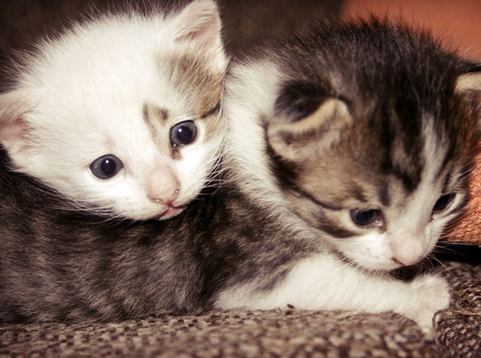 Whispering Kitties
