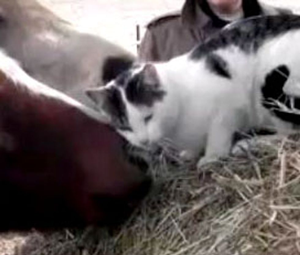Cat Loves to Get Scritches from Pony