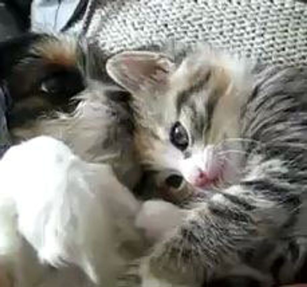 Kitten and Puppy Give Each Other Love and Affection