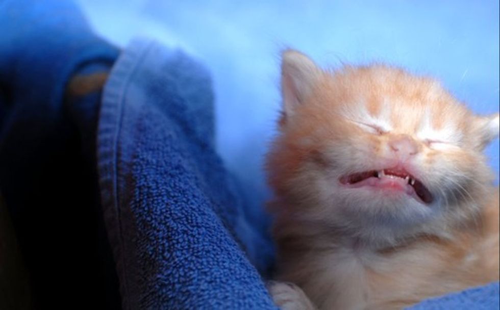 Expressive Ginger Kittens Love Meow
