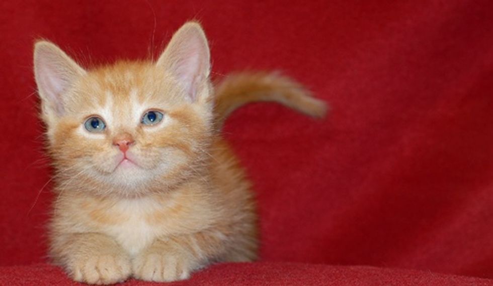 Expressive Ginger Kittens Love Meow