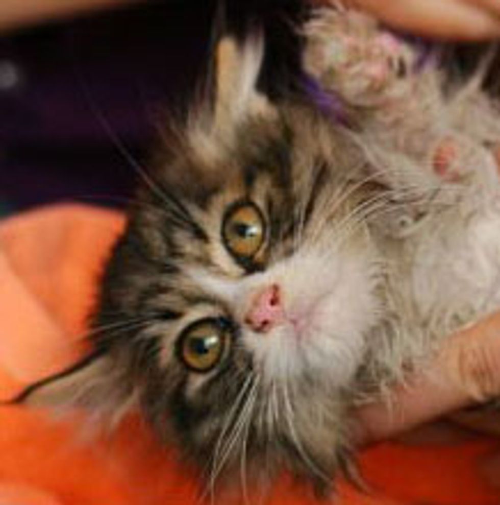 Rescued Kitten Found Forever Home with Foster Parent