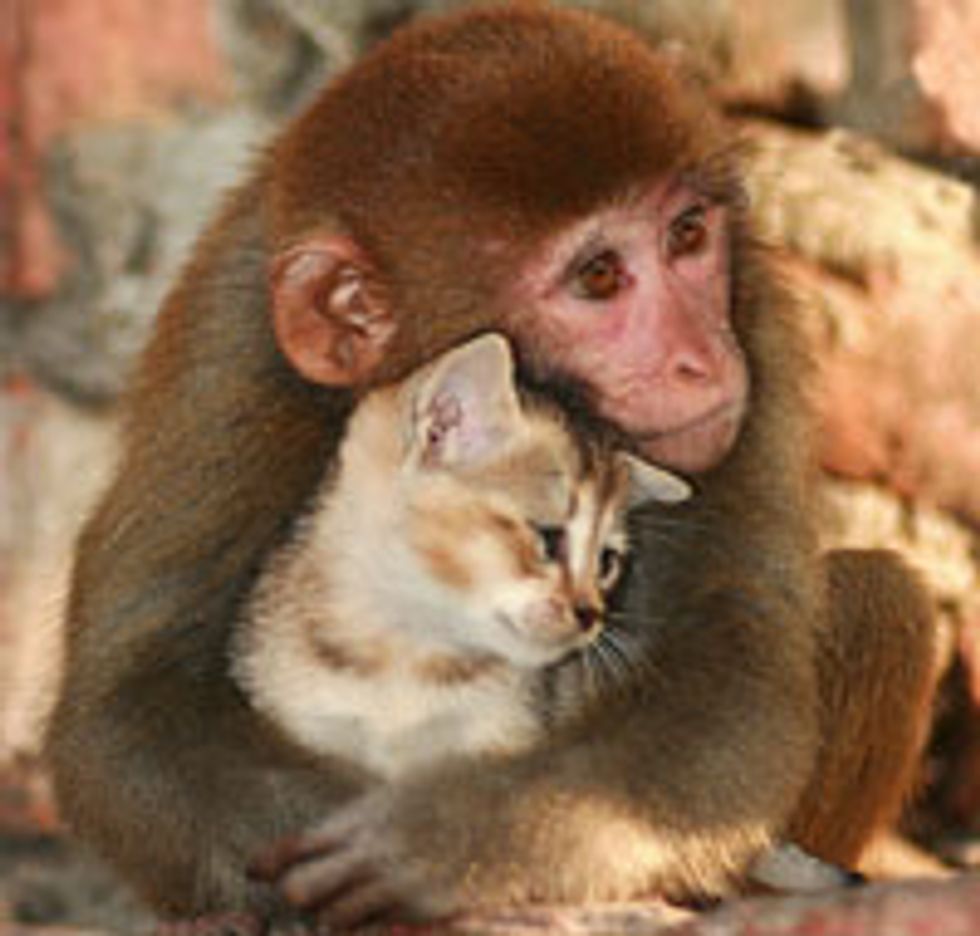 Friendship: Monkey Cuddles Kitten