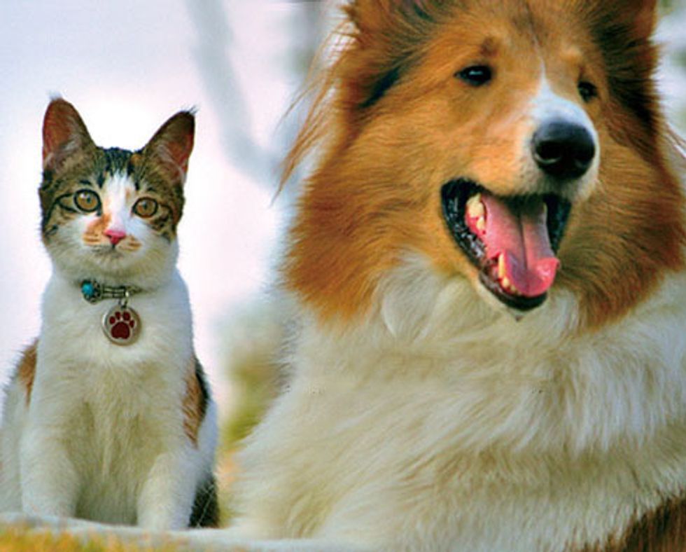 Cat and Her Inseparable Canine Friend