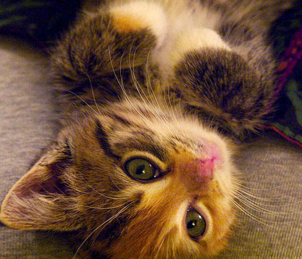 Fiona the Calico Lap Kitty