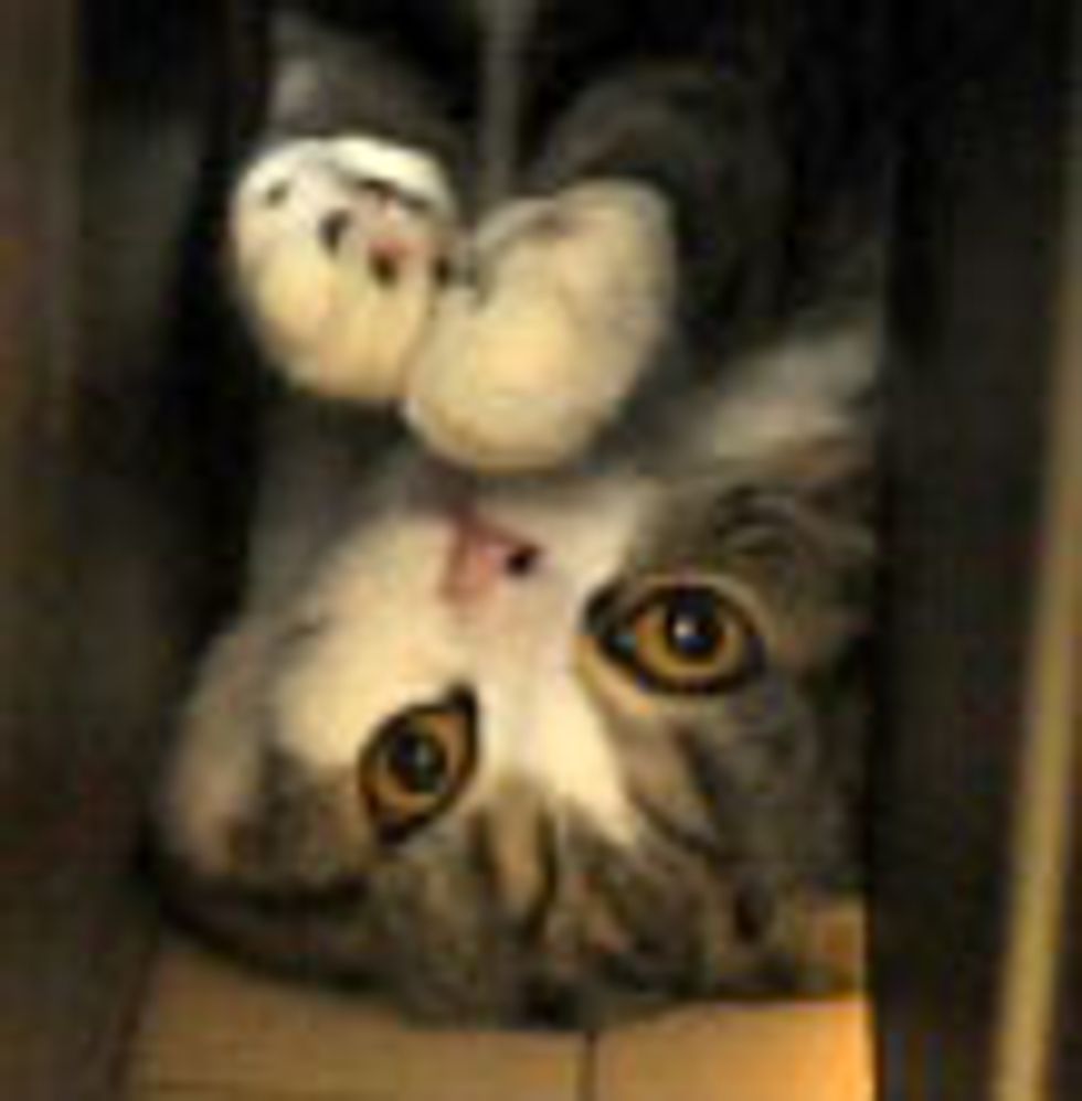 Maru Destroys Box
