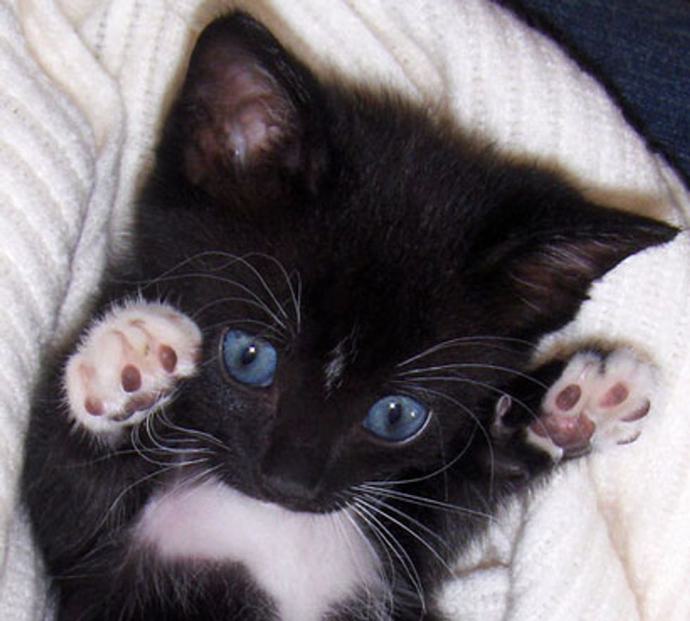Kitty Shows off Tiny Mittens