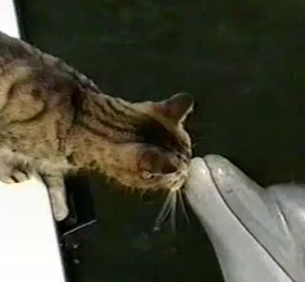 Cat Made an Ocean Friend
