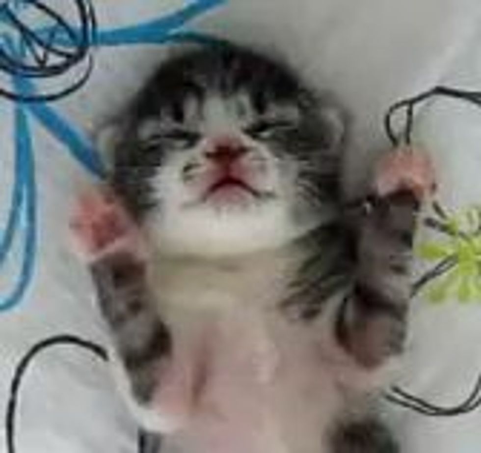 Cute Kitten Sweet Dreams