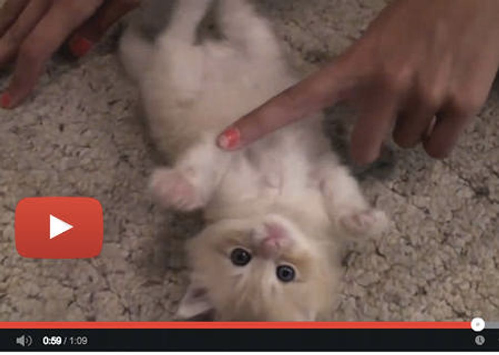 Kitten Loves Tickles