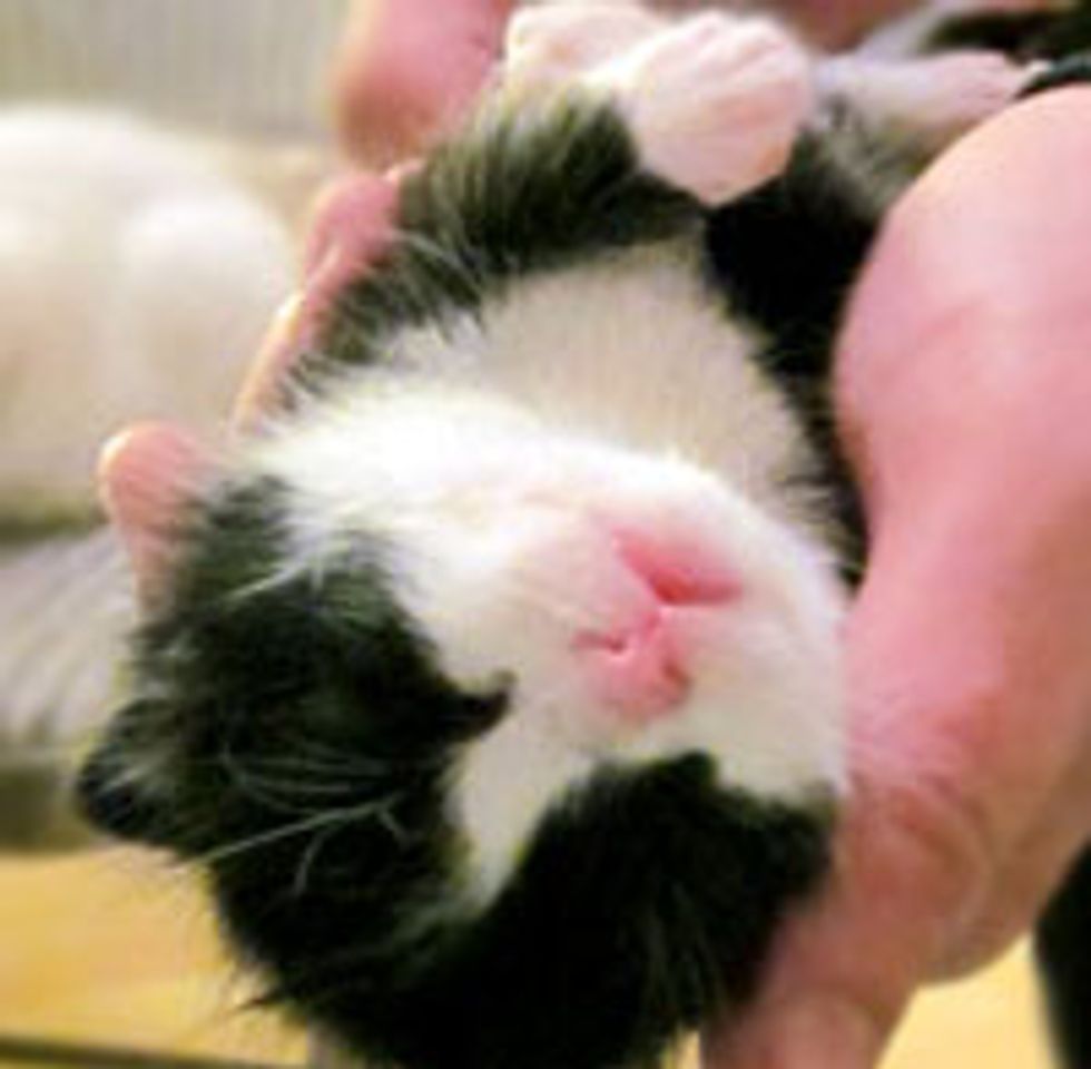 Catbert the Tuxedo Kitty
