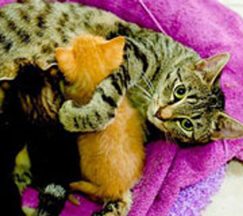 12 Rescue Mama Cat Stories