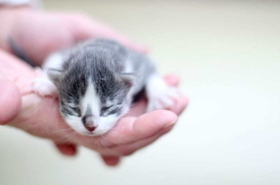 Itty Bitty Rescue with Many Toes - Love Meow