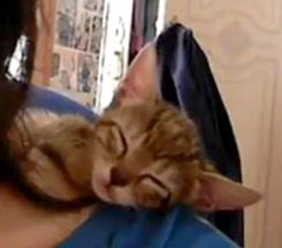 Kitten Takes a Shoulder Nap