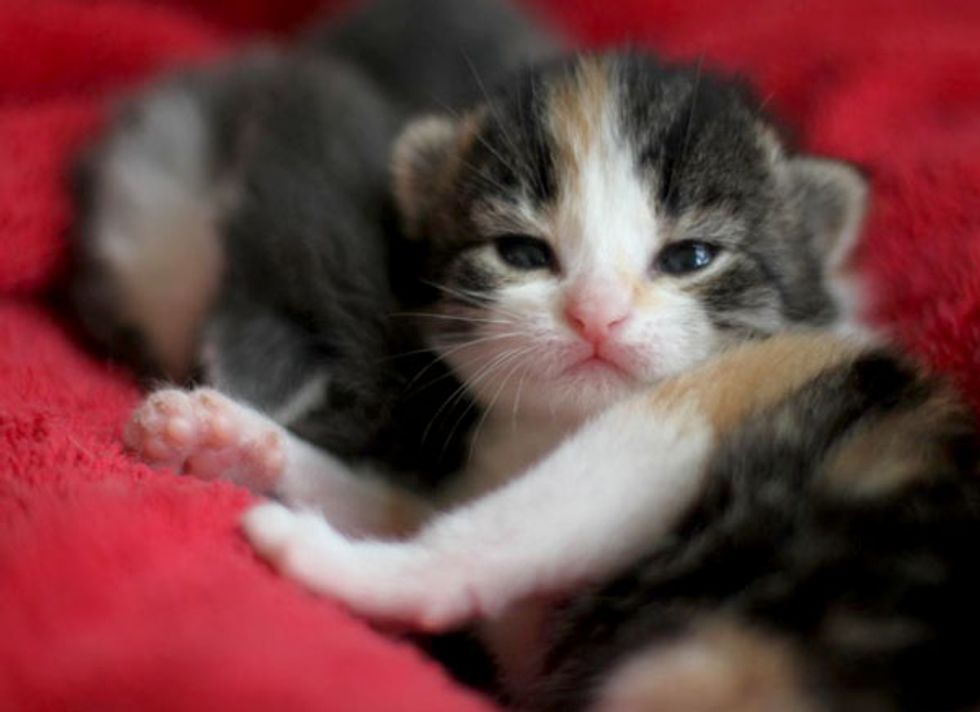 Itty Bitty Calico, Bundle of Joy - Love Meow