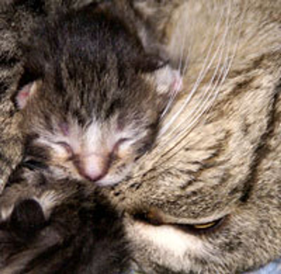 Maggie the Rescue Mama Cat & Her 6 Kittens