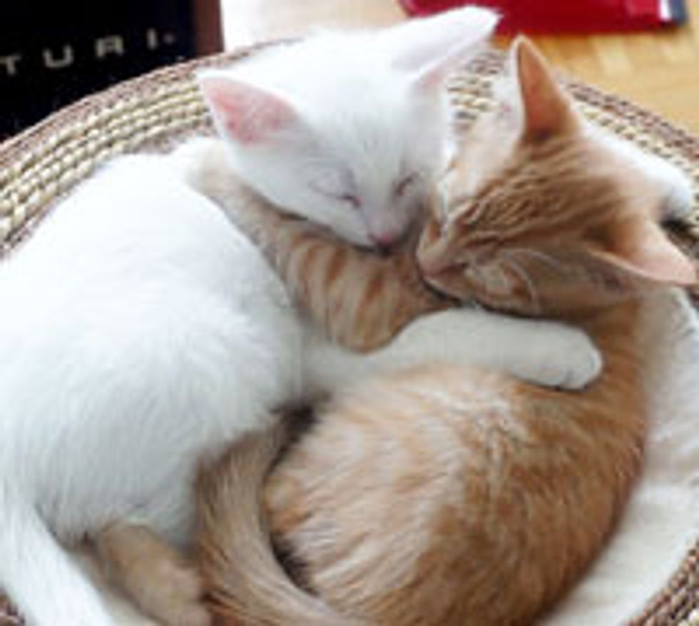 Casper and Tigger Adopted Together