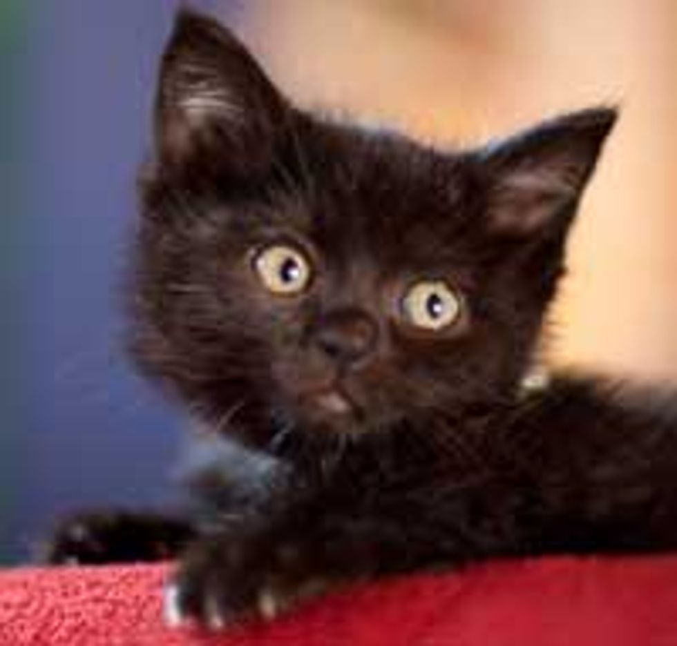 Nixie and Phoebe, 2 Black Kittens Found Second Chance