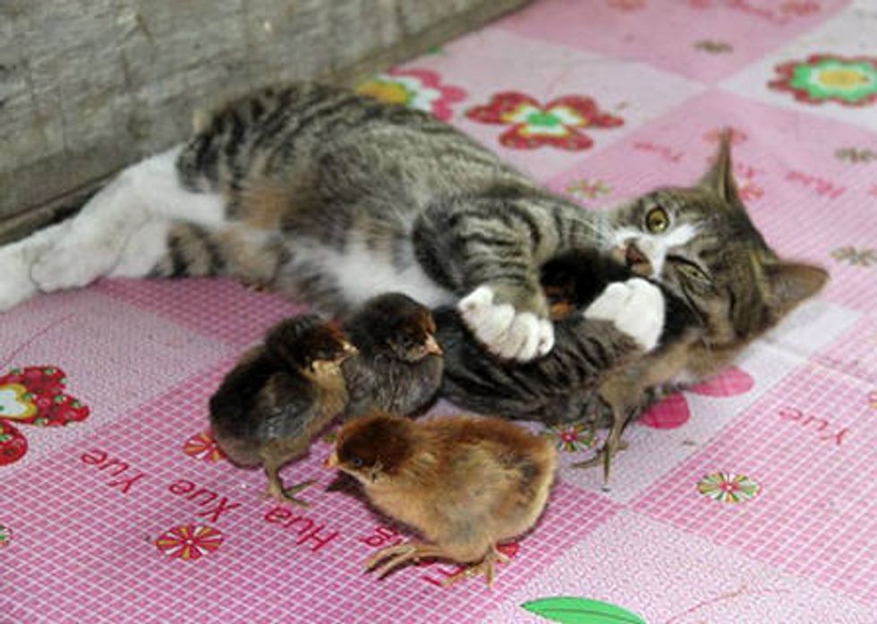 Tabby Cat Adopts 30 Chicks