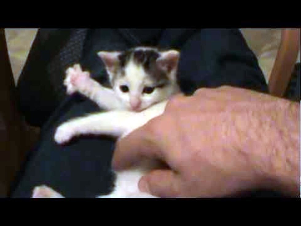 Sweet Little Kitten Playing Invisible Harp