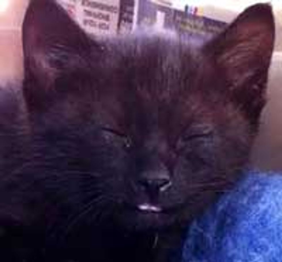 Cute Kitten Falls Asleep to a Lullaby
