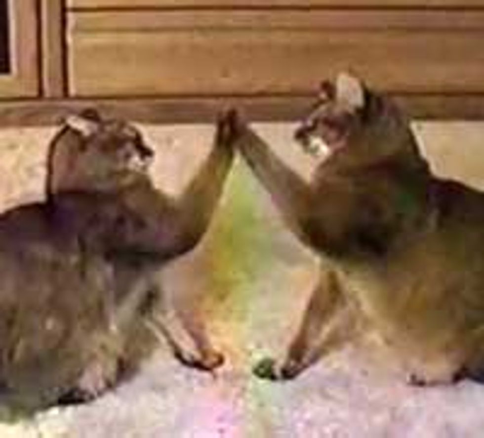 Patty-Cake Cats Encore