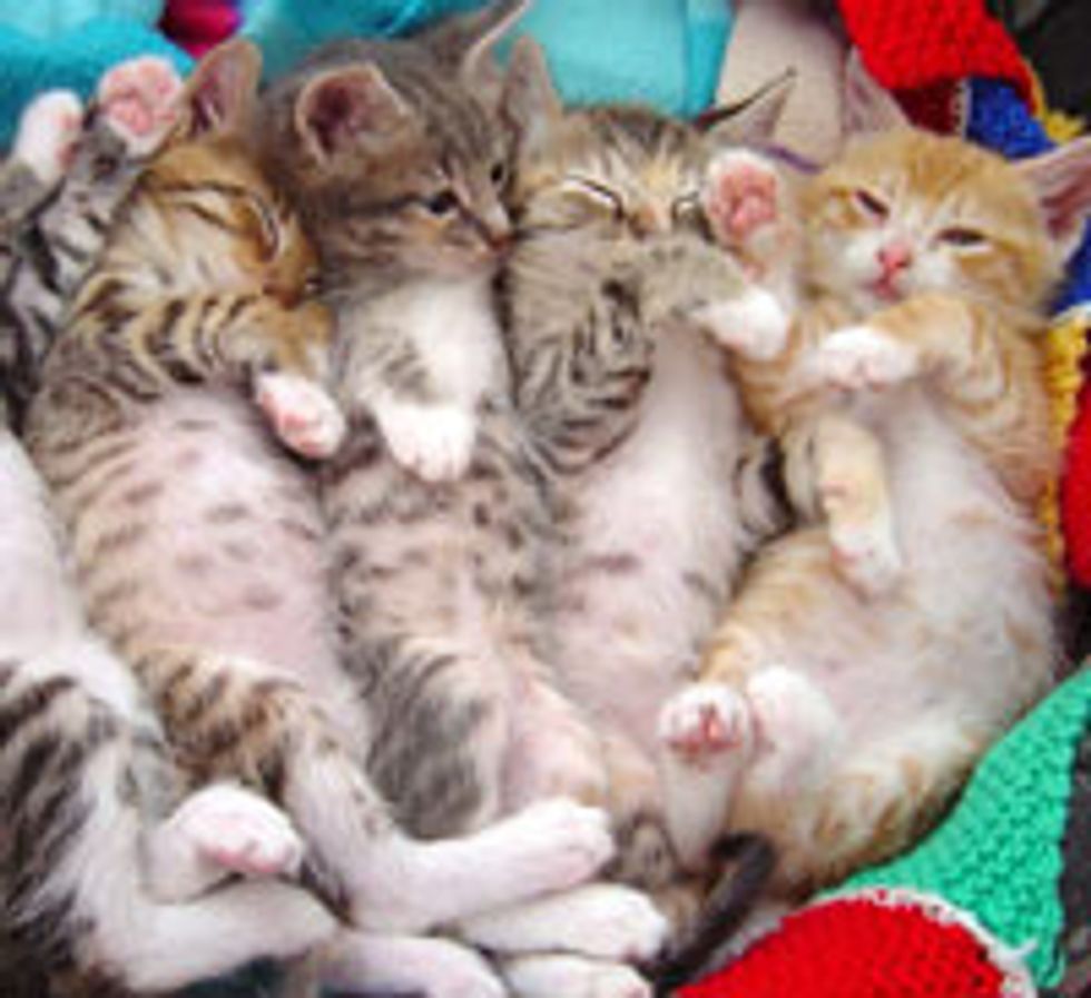Snuggly Fuzzy Kittens