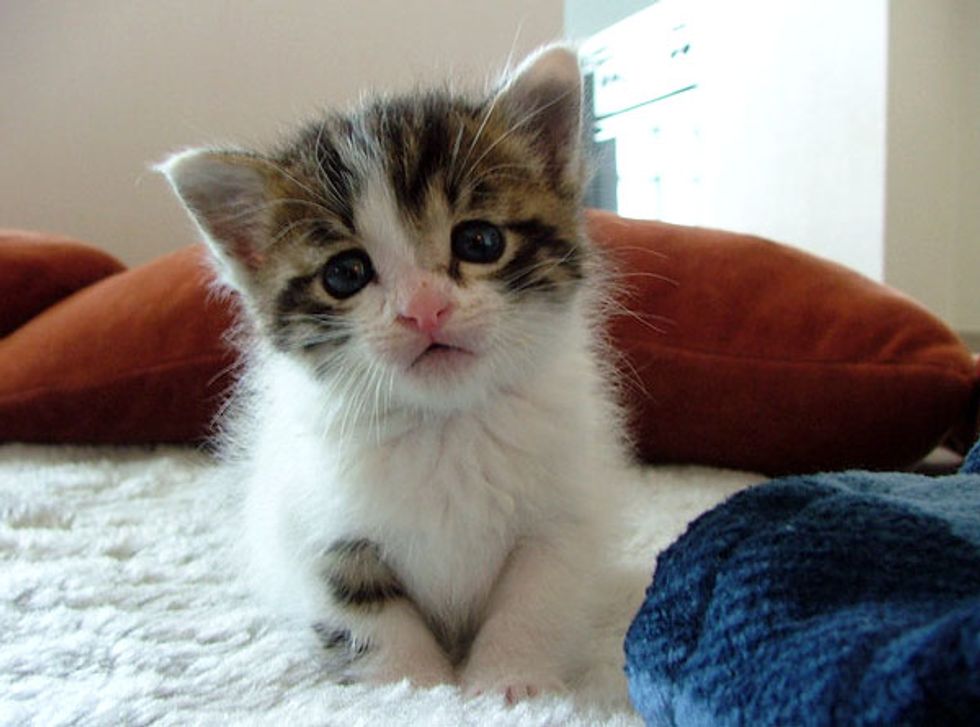 Pete the Kitty Shows off His Pink Paw Pads Love Meow