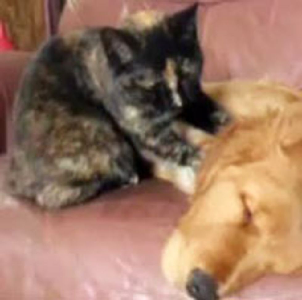Kitty Gives Doggie Buddy a Neck Massage
