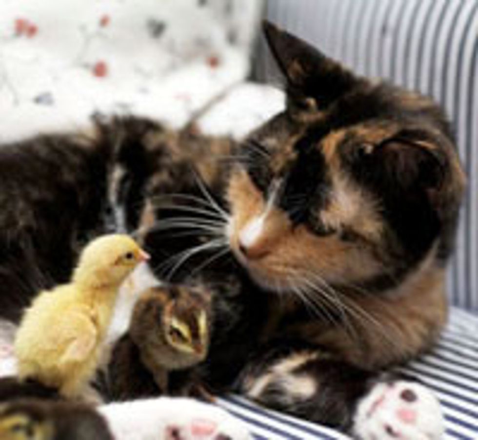 Cat Becomes Mom to Newly Hatched Chicks