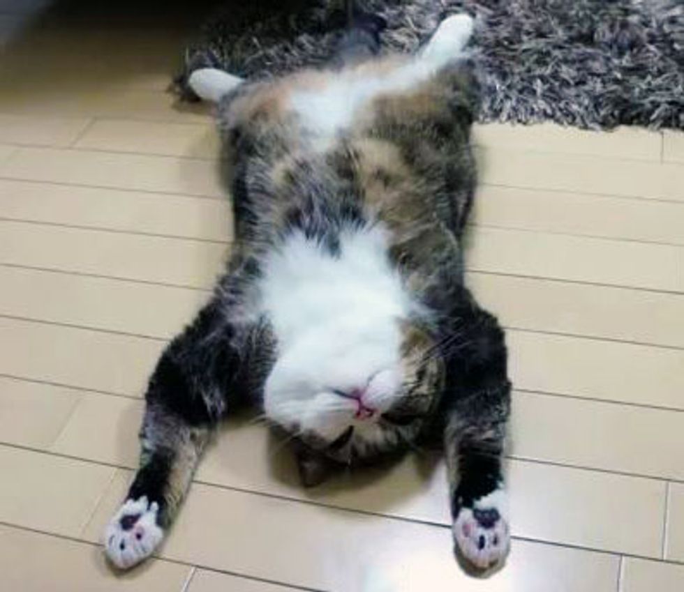 Exhausted Maru