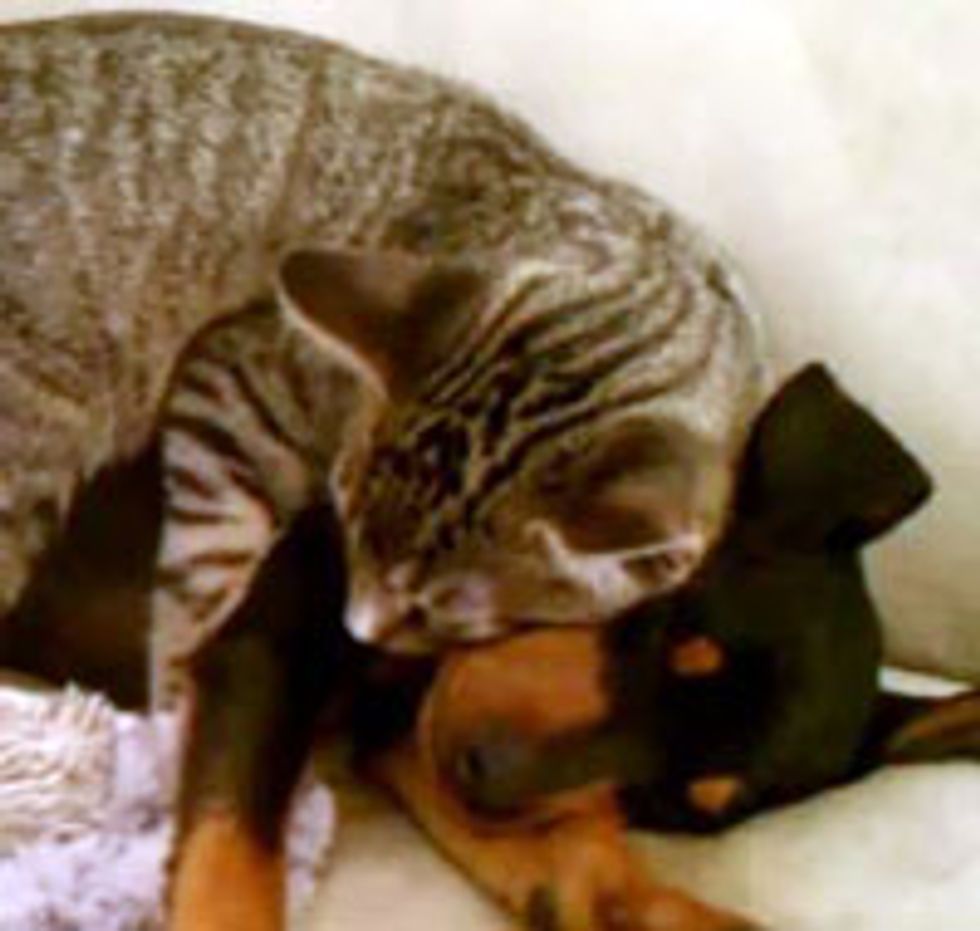 Kitty Takes Care of Puppy