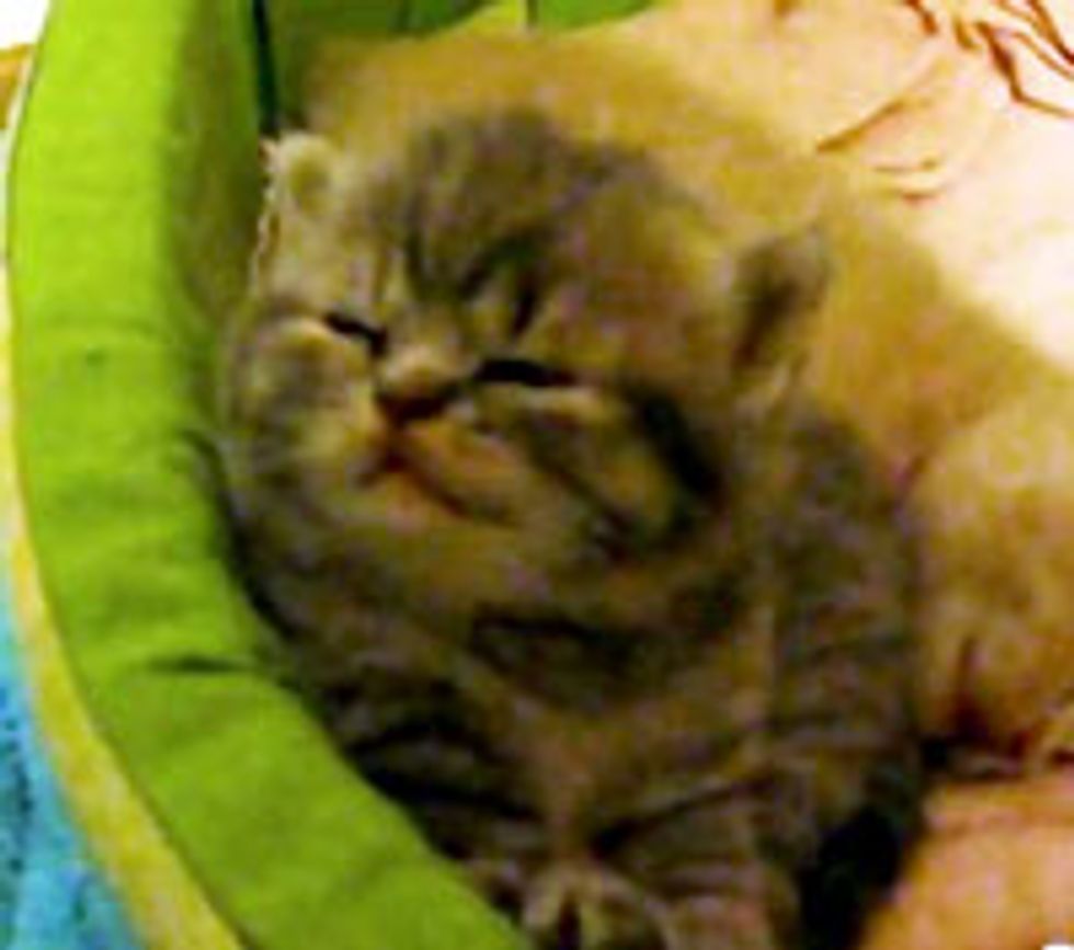 Cute Kitty Getting Sleepy Zzz...