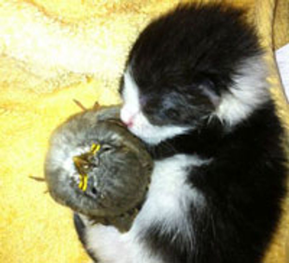 Kitten Snuggling with Little Birdie