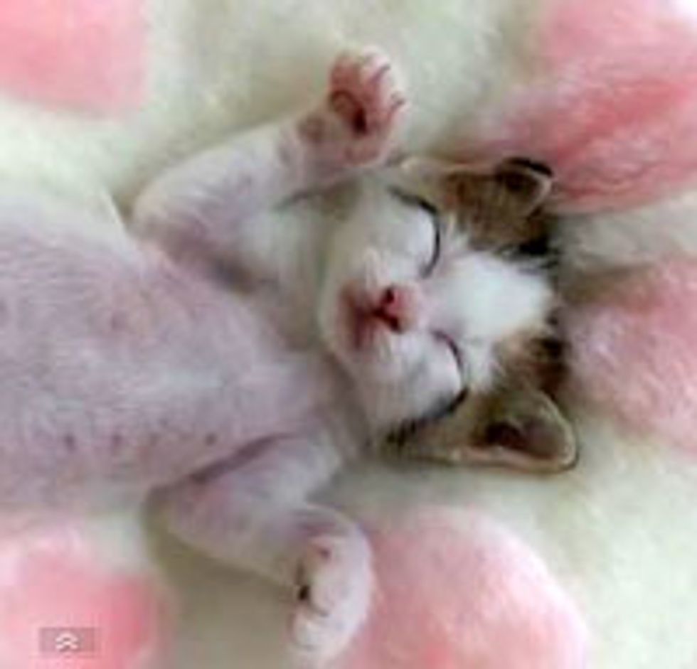 Sweet Kitten Twitching in Her Sleep