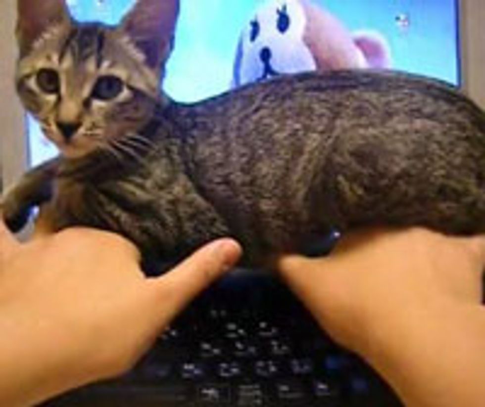 Kitty Stops Mom from Using Computer