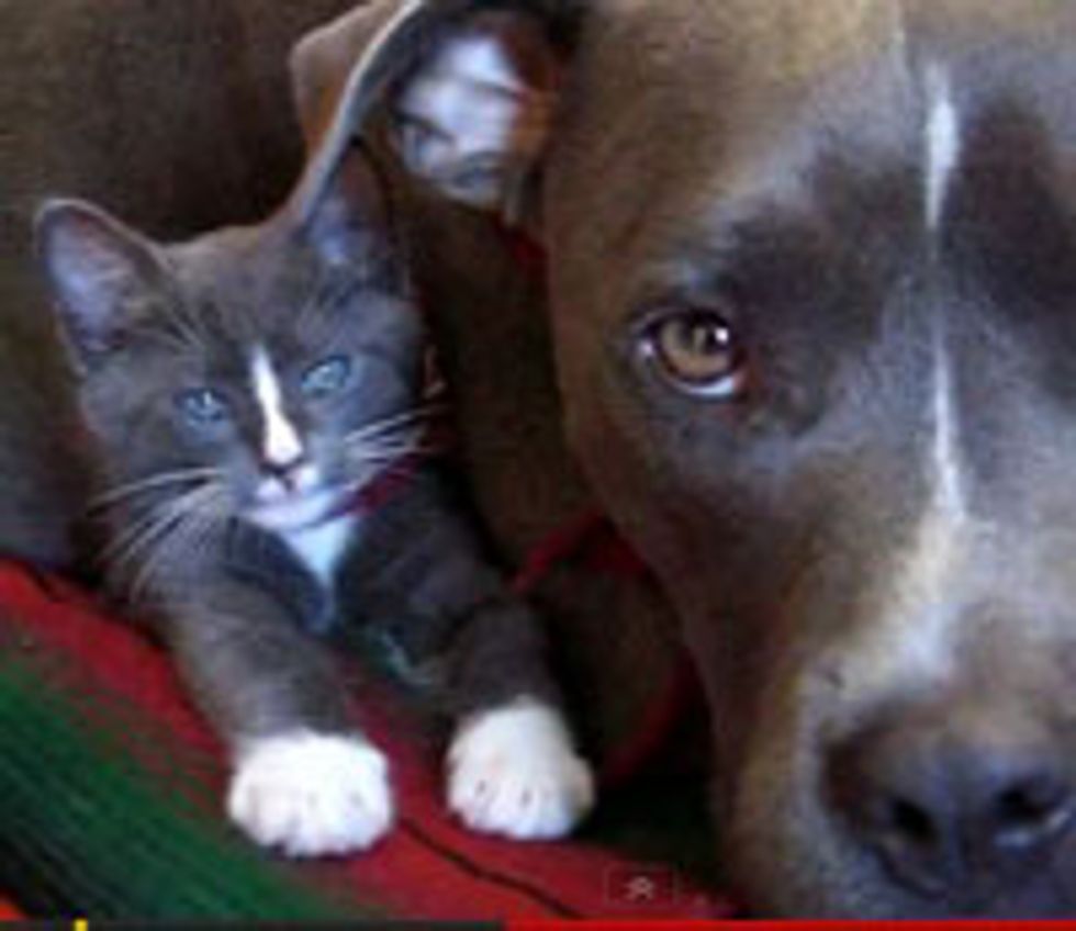 Kitty and Doggie, Matching Buddies