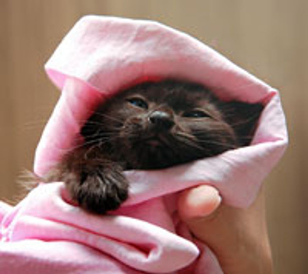 Kitten from the Rain