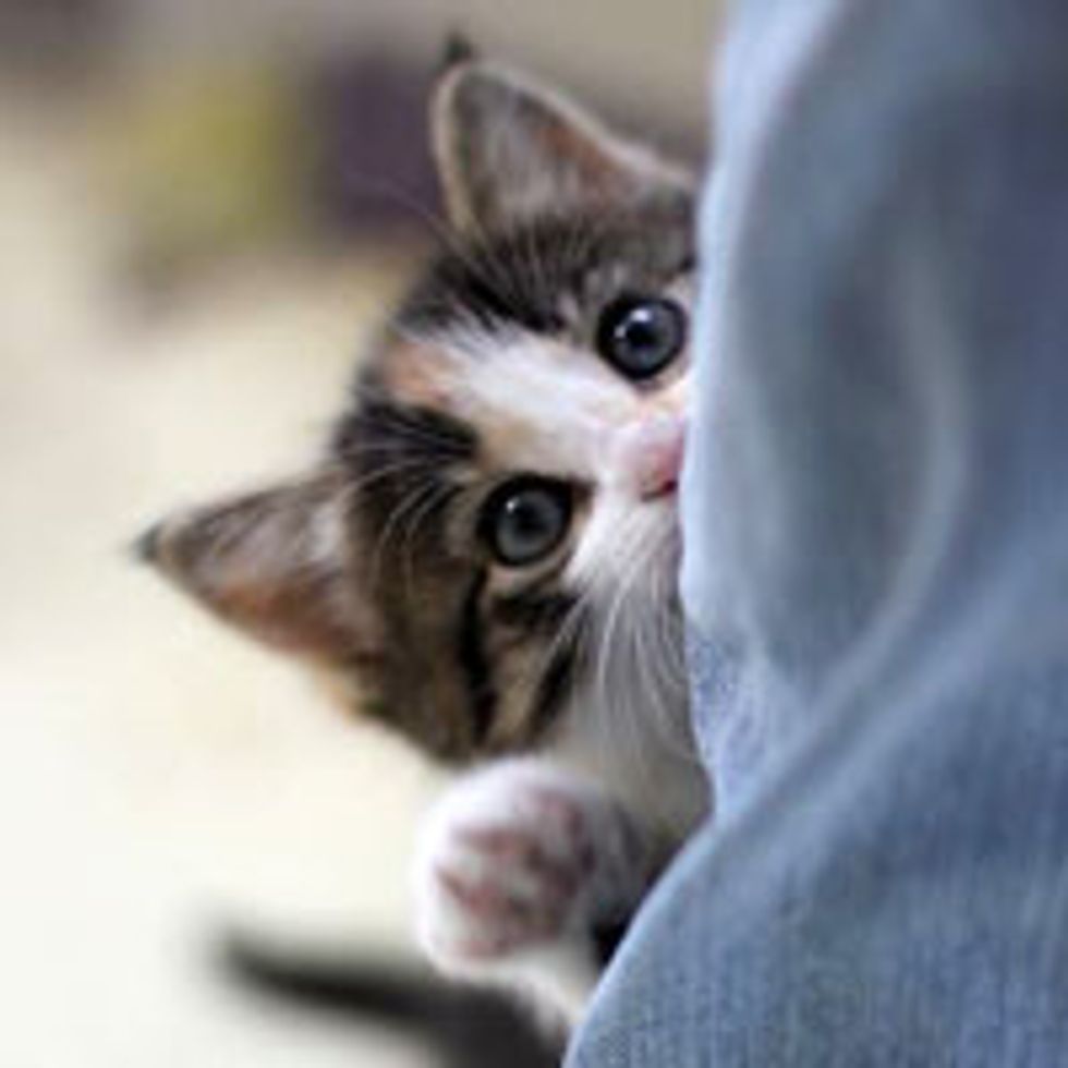 Calico Kitten Demands Attention