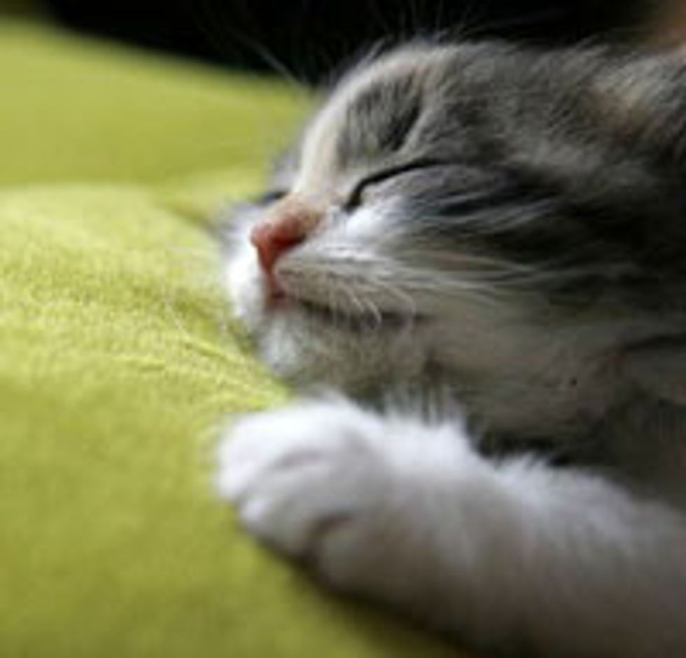 Sleepy Caturday!
