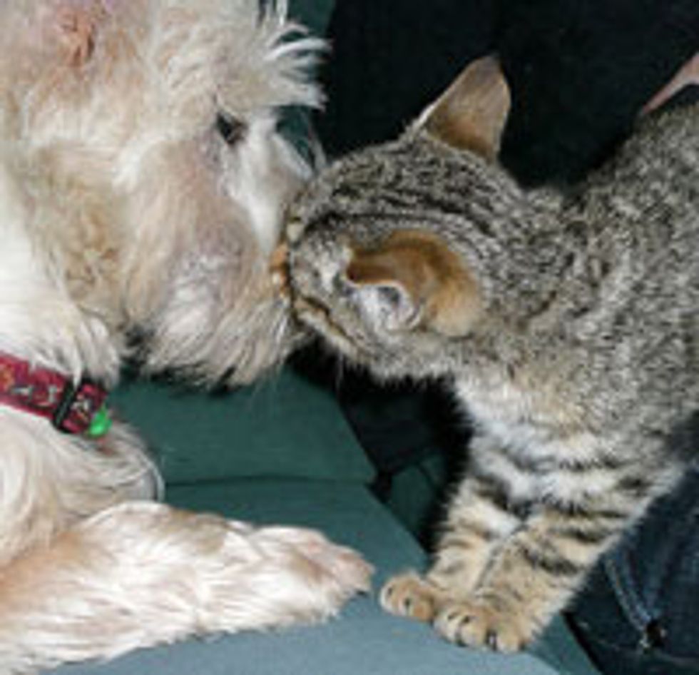 Kitty Meets Doggie