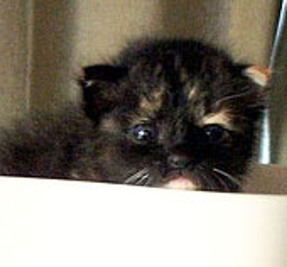 Little Tortie Kitten Found Home and TLC