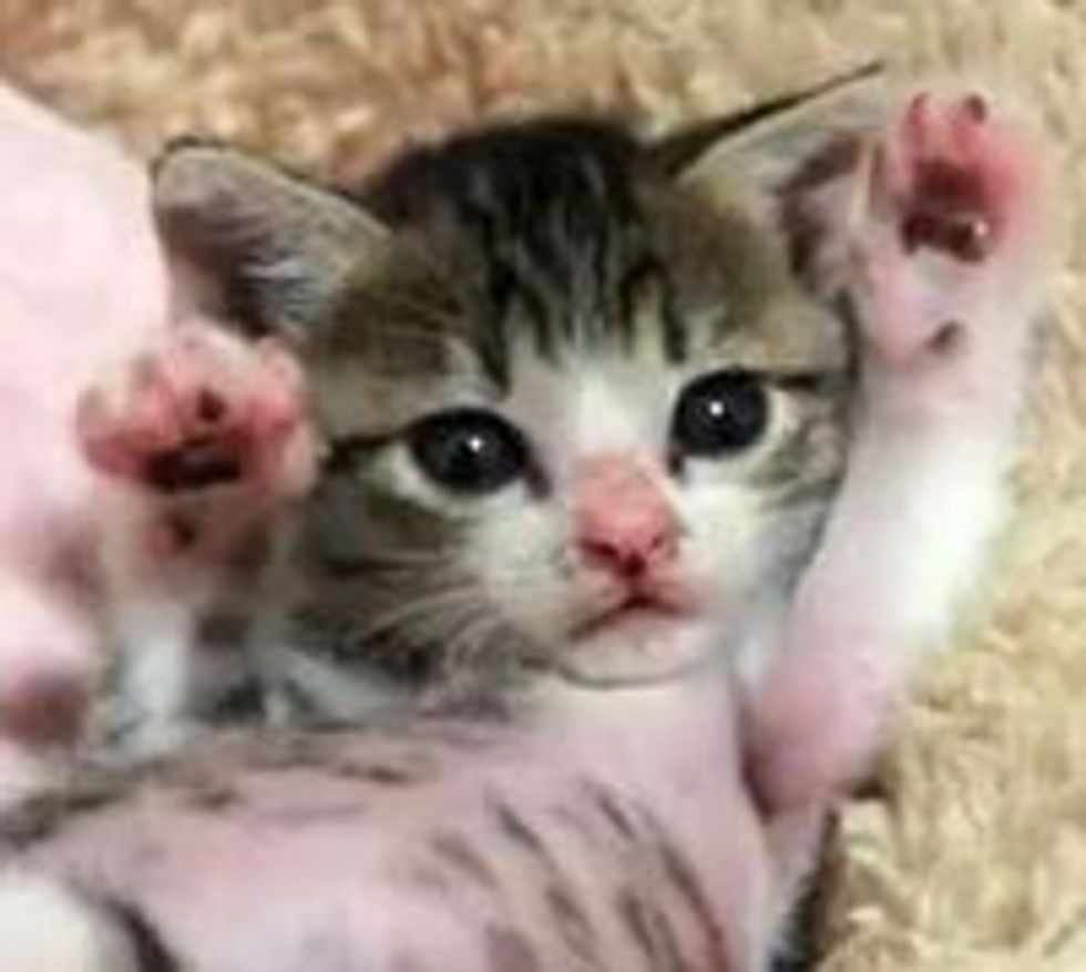 Tiny Kitty, BIG Stretches